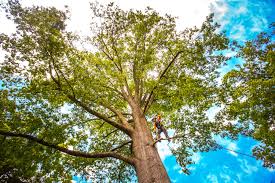 Best Tree Risk Assessment  in Coshocton, OH