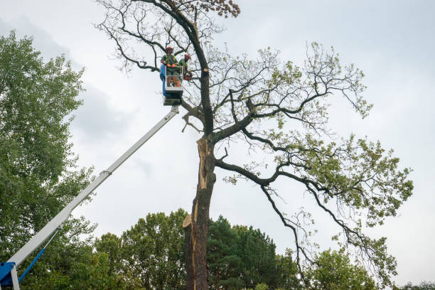 Best Tree Preservation Services  in Coshocton, OH